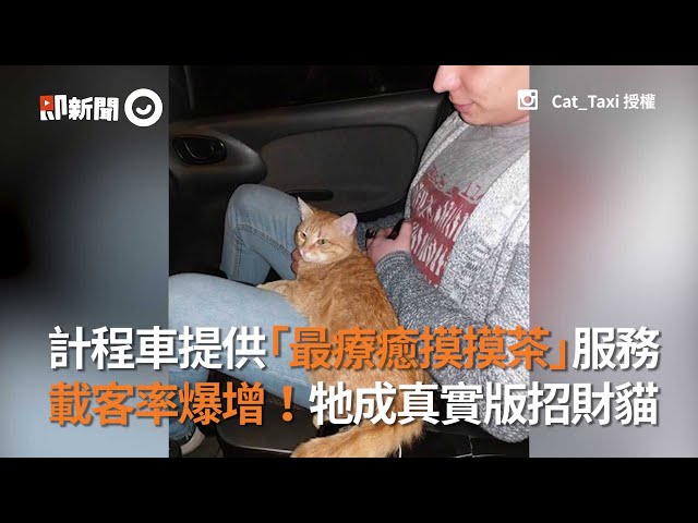 計程車提供「最療癒摸摸茶」服務 載客率爆增!牠成真實版招財貓